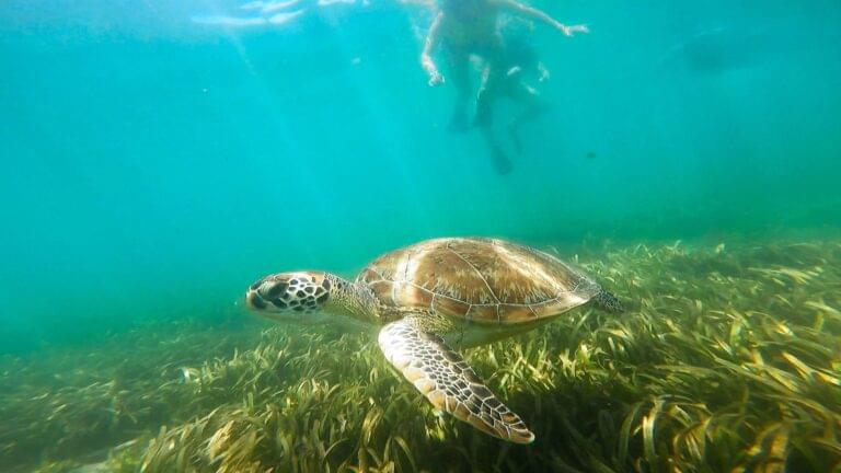 Blog Champion Snorkeling Tours