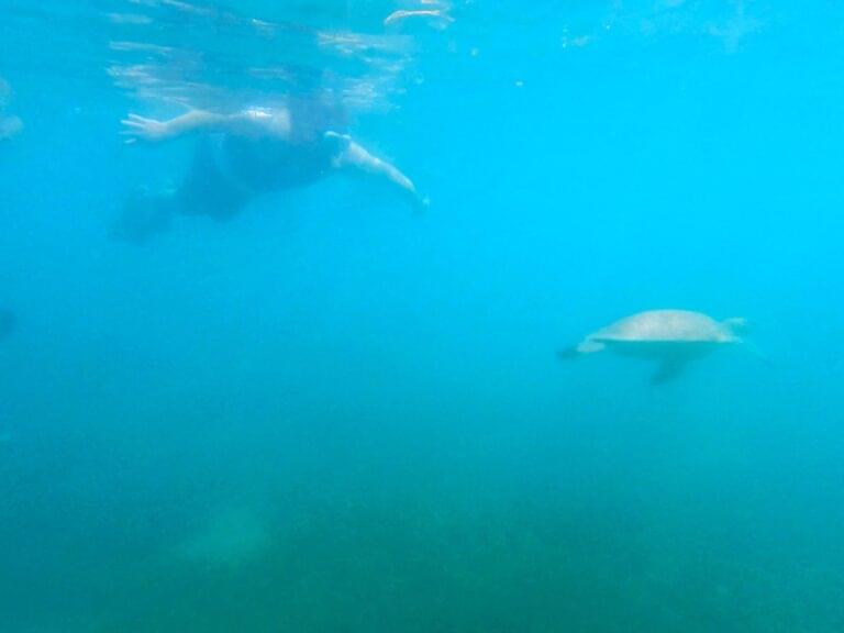 Home Champion Snorkeling Tours