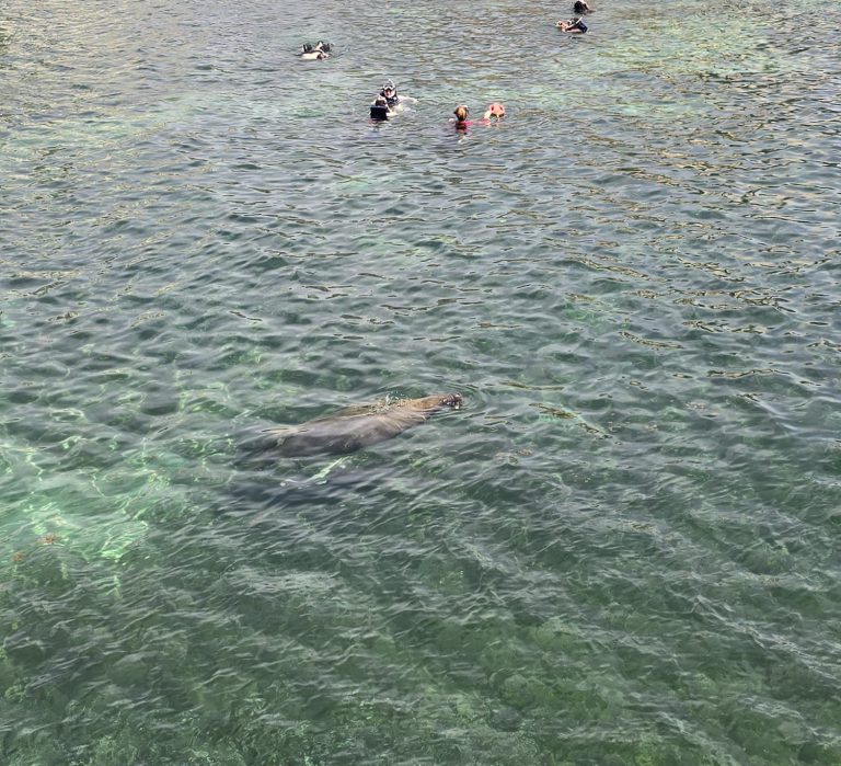 Blog Champion Snorkeling Tours