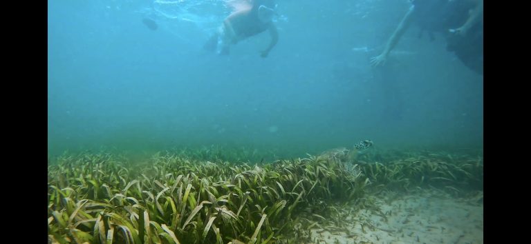 Home Champion Snorkeling Tours Home Champion Snorkeling Tours